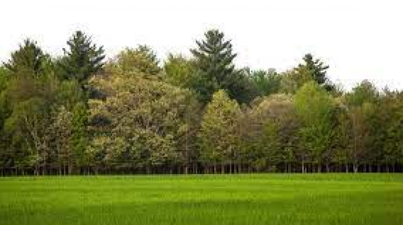 The Impacts That Humans Have on Trees