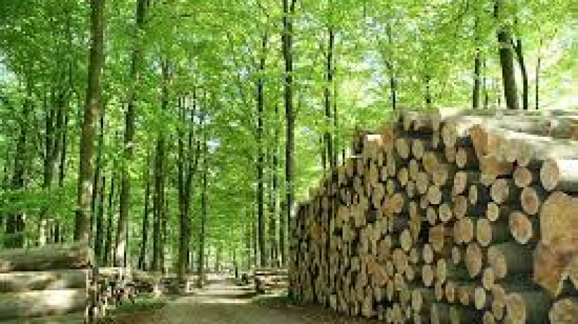 What is Sustainable Forestry?