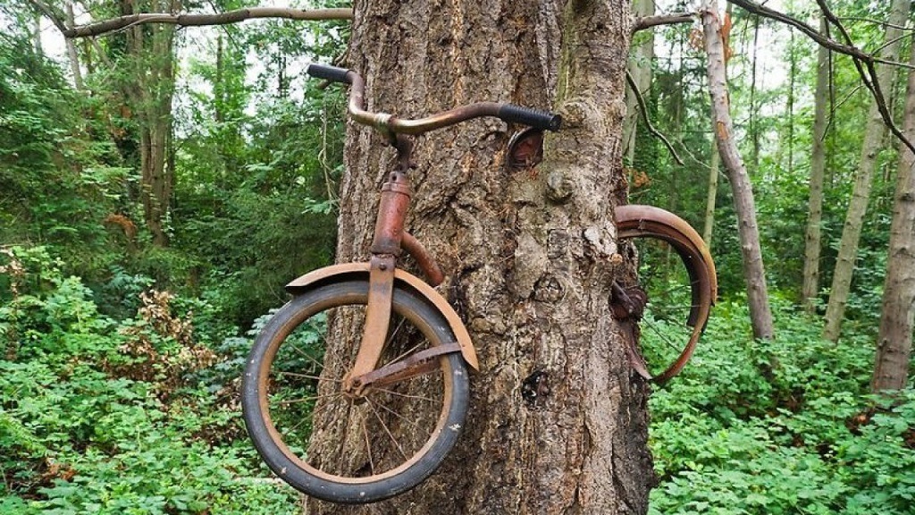 Island lost bicycle swallowed by a tree