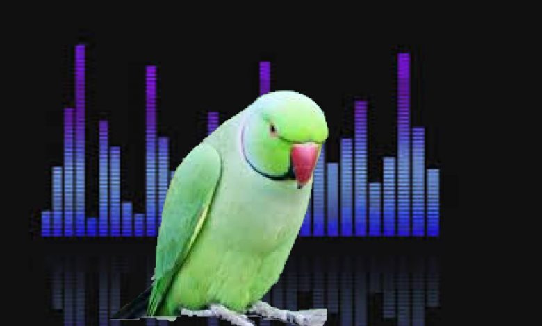 Why can parrots talk and not other animals