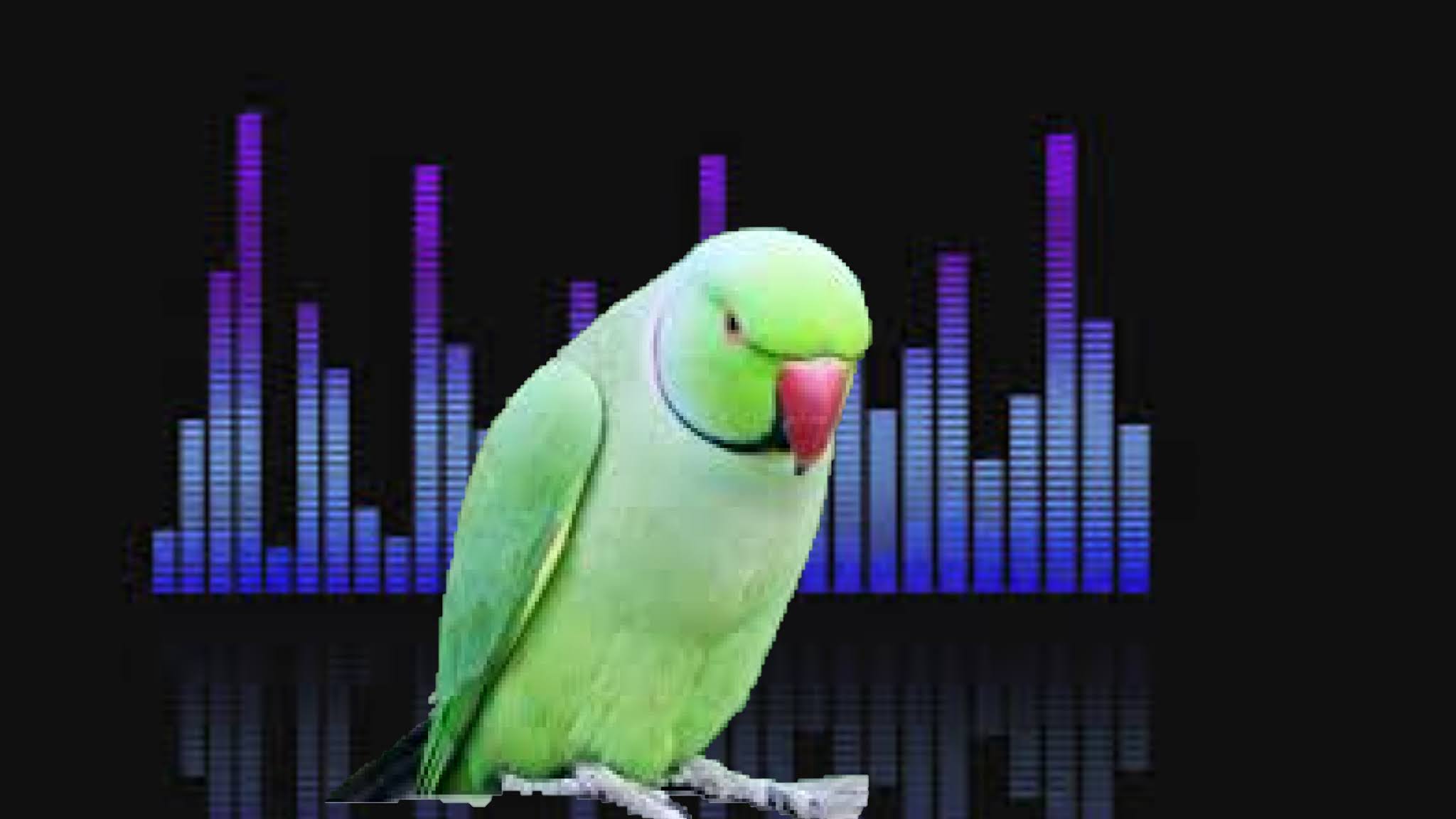 why can parrots talk but not other animals