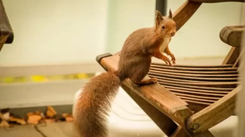 How To Stop Squirrels From Destroying Your Patio Furniture