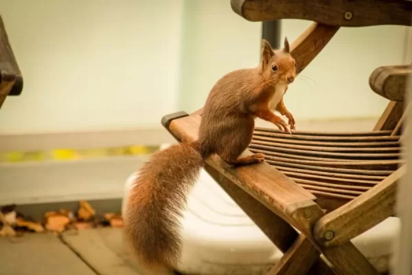 How To Stop Squirrels From Destroying Your Patio Furniture