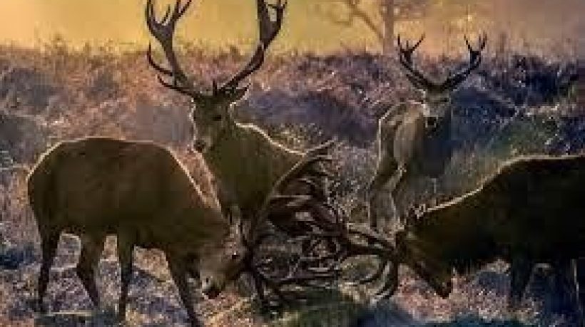 Exploring Nature in the Autumn