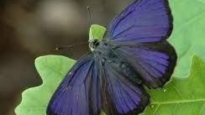 Three Ways to Help Wildlife in your Own Back Garden