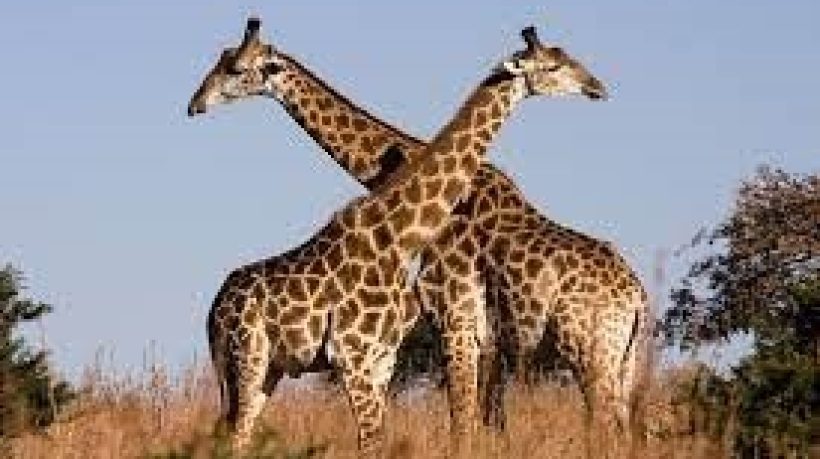 Animals that you Might Spot on Your African Safari