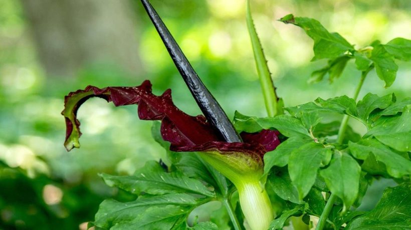 A Beginner’s Guide to Growing and Caring for Dragon Lily Plants