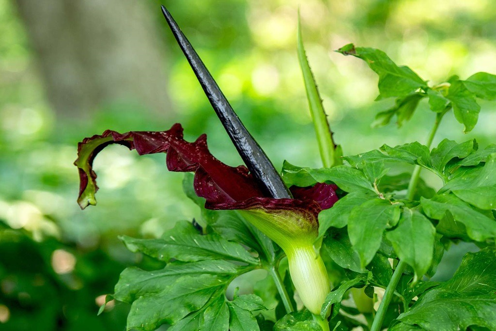 A Beginner's Guide to Growing and Caring for Dragon Lily Plants True