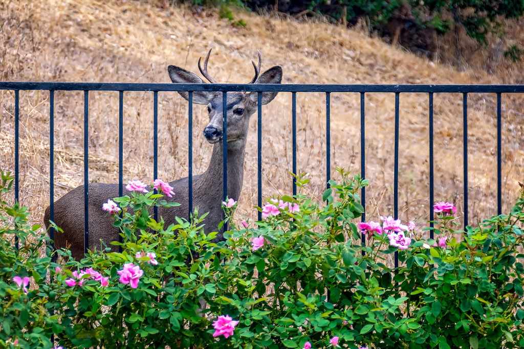 What is the best natural animal repellent