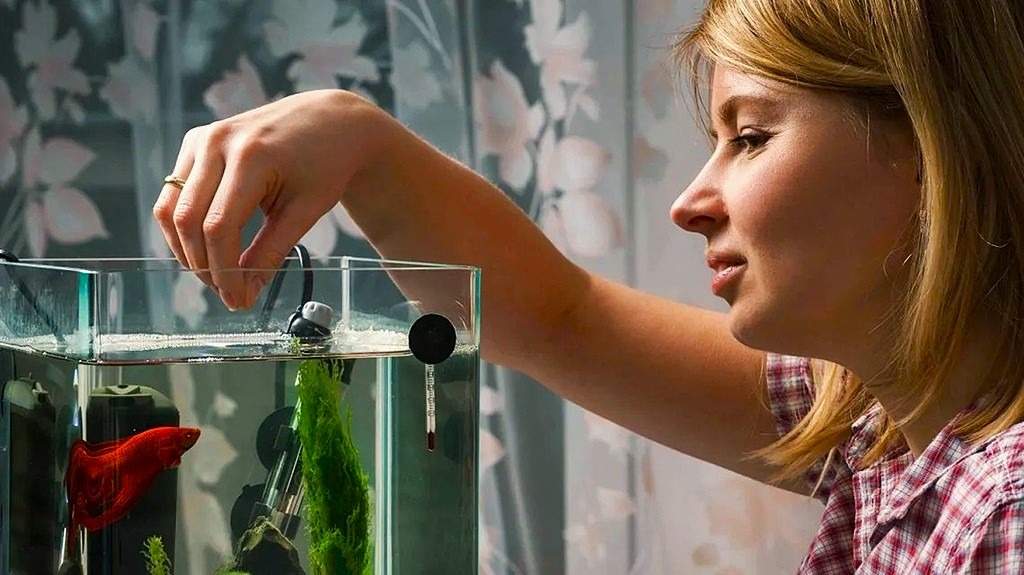 How often should you feed fish in aquarium?