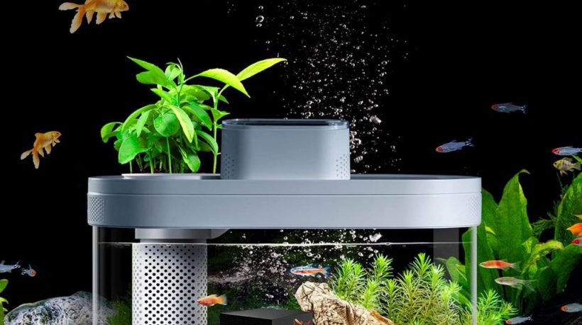 The Ultimate Guide to Natural Filtration Systems for Aquariums