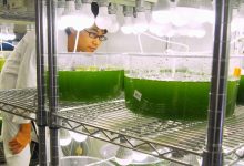 Algae based biofuels ppt