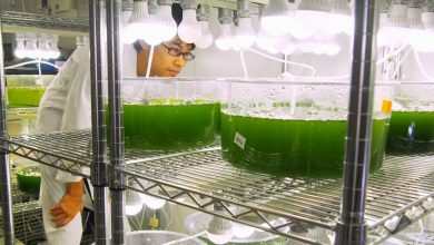 Algae based biofuels ppt