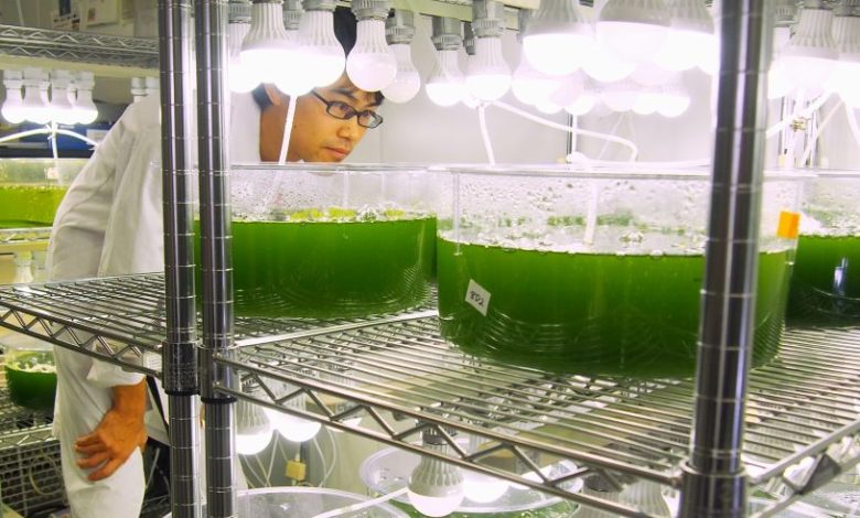 Algae based biofuels ppt