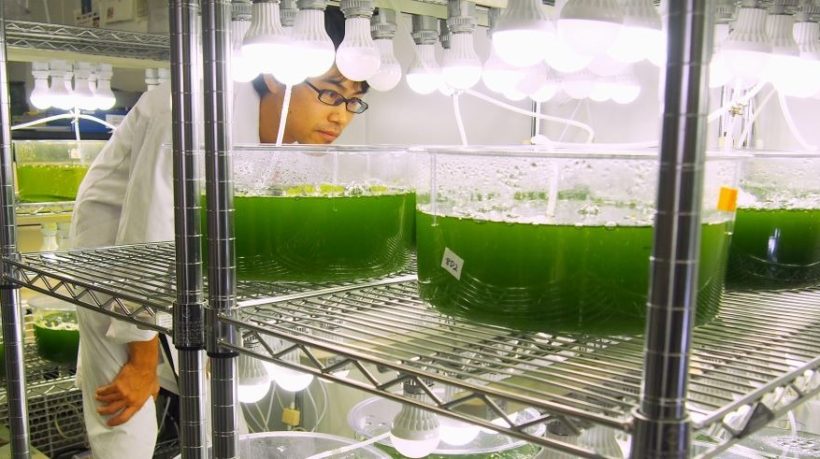 Algae-Based Biofuels: Powering the Future Sustainably