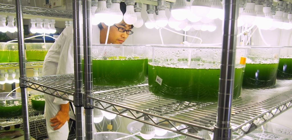 Algae based biofuels ppt