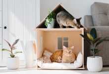 How to make a small apartment fun for a cat?