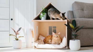 How to make a small apartment fun for a cat?