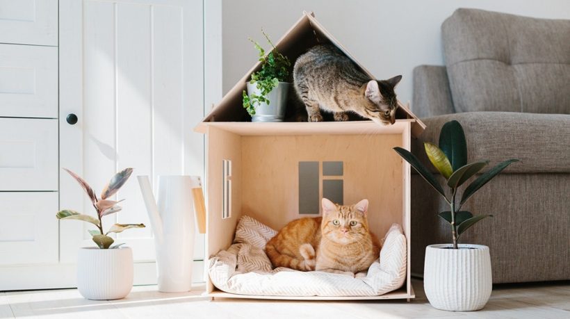 How to Create a Cat-friendly Environment in a Small Apartment