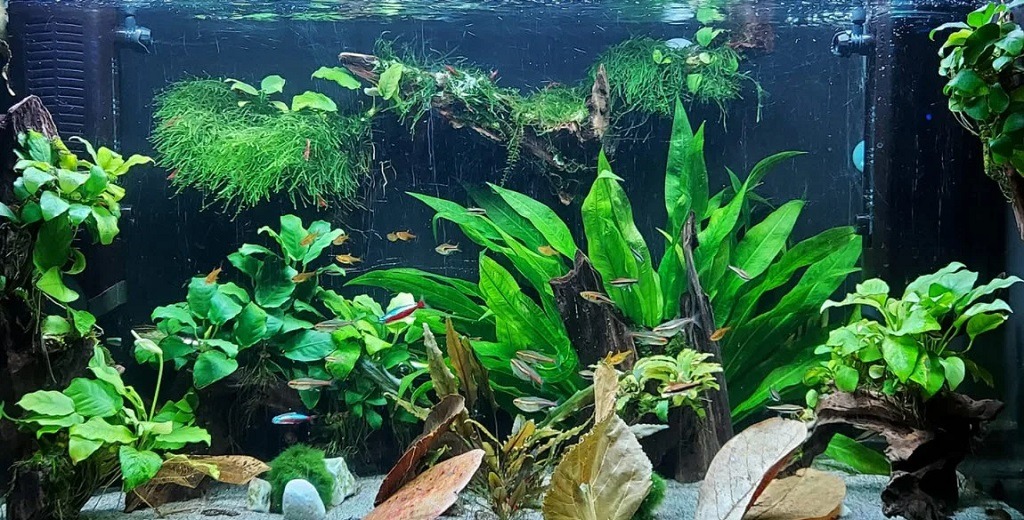 How to Lower KH in an Aquarium