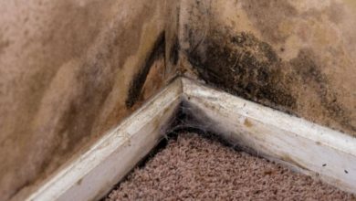 Why Basement Moisture Control Matters