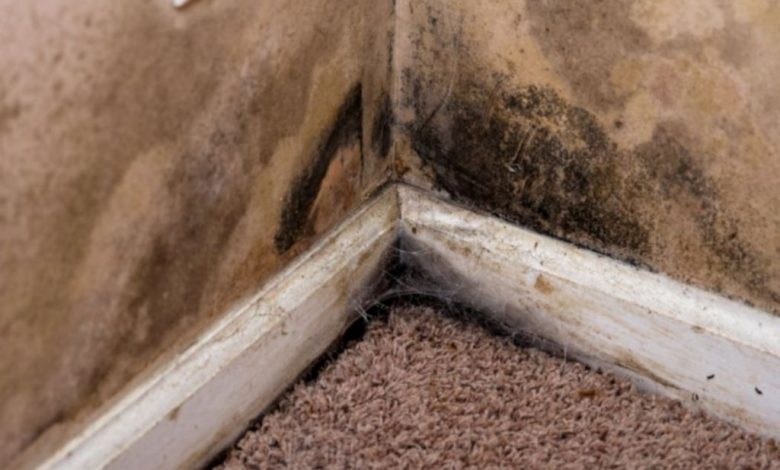 Why Basement Moisture Control Matters