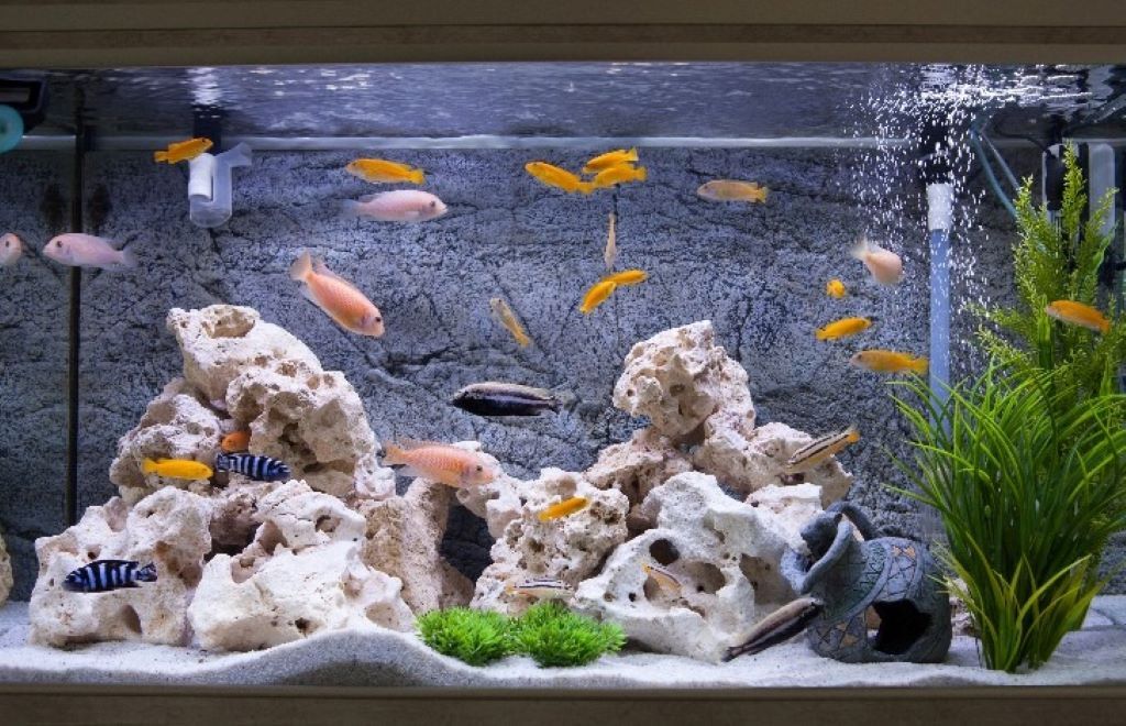 Live Rocks and Dry Rocks: Pros and Cons