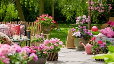 How to Care for Callisia repens Turtle Vine Pink Lady