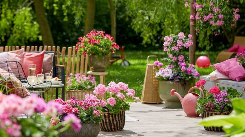 Pink Lady Plant Container vs Ground Planting