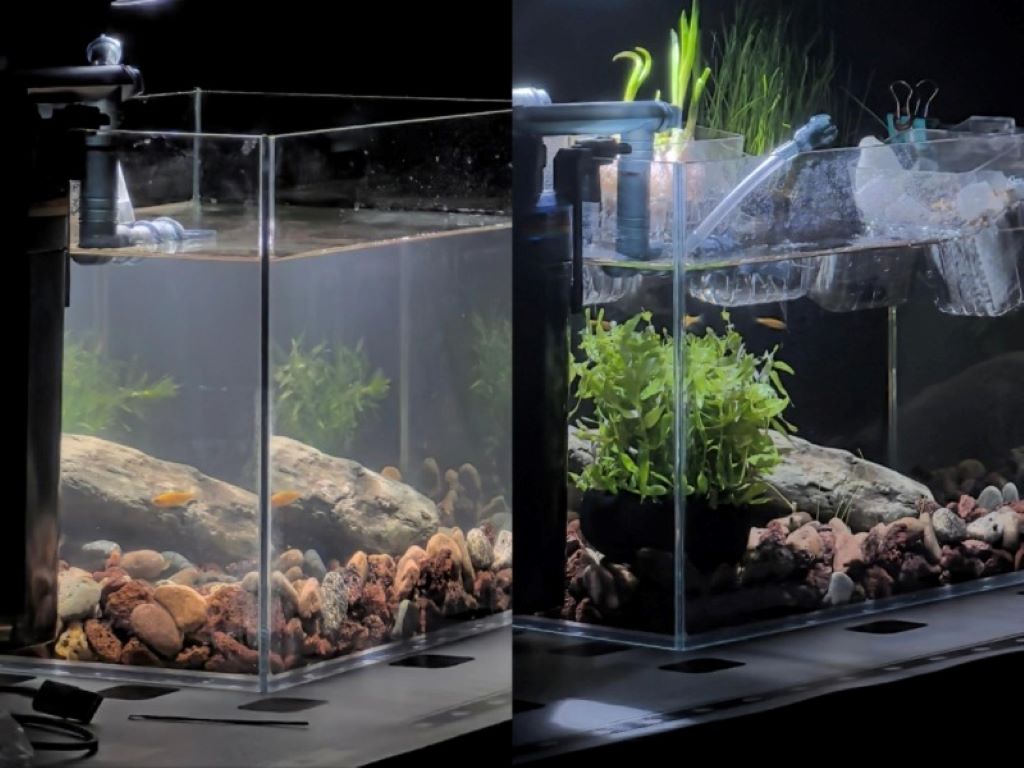 A side-by-side comparison showing a cloudy aquarium with a bacterial bloom next to a crystal-clear, healthy aquarium