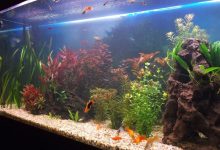 A home aquarium filled with milky, cloudy water, obscuring the fish and plants inside, which is a classic sign of a bacterial bloom