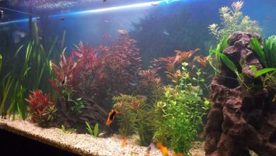 A home aquarium filled with milky, cloudy water, obscuring the fish and plants inside, which is a classic sign of a bacterial bloom
