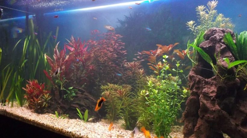 bacterial bloom in home aquariums