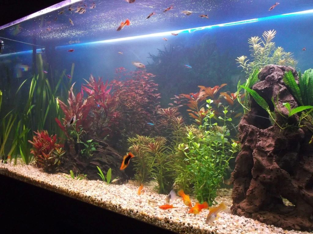 A home aquarium filled with milky, cloudy water, obscuring the fish and plants inside, which is a classic sign of a bacterial bloom