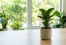 Indoor potted plants in a Miami home protected from tiny bugs and fungus gnats