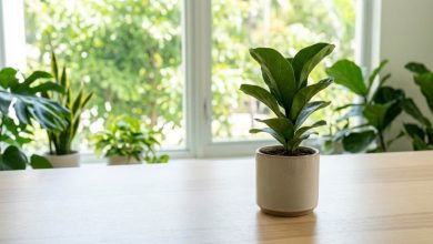 Indoor potted plants in a Miami home protected from tiny bugs and fungus gnats