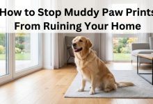 A clean Golden Retriever sitting in a bright living room with no muddy paw prints.