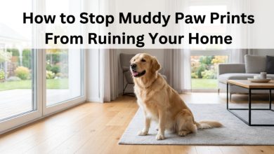 A clean Golden Retriever sitting in a bright living room with no muddy paw prints.